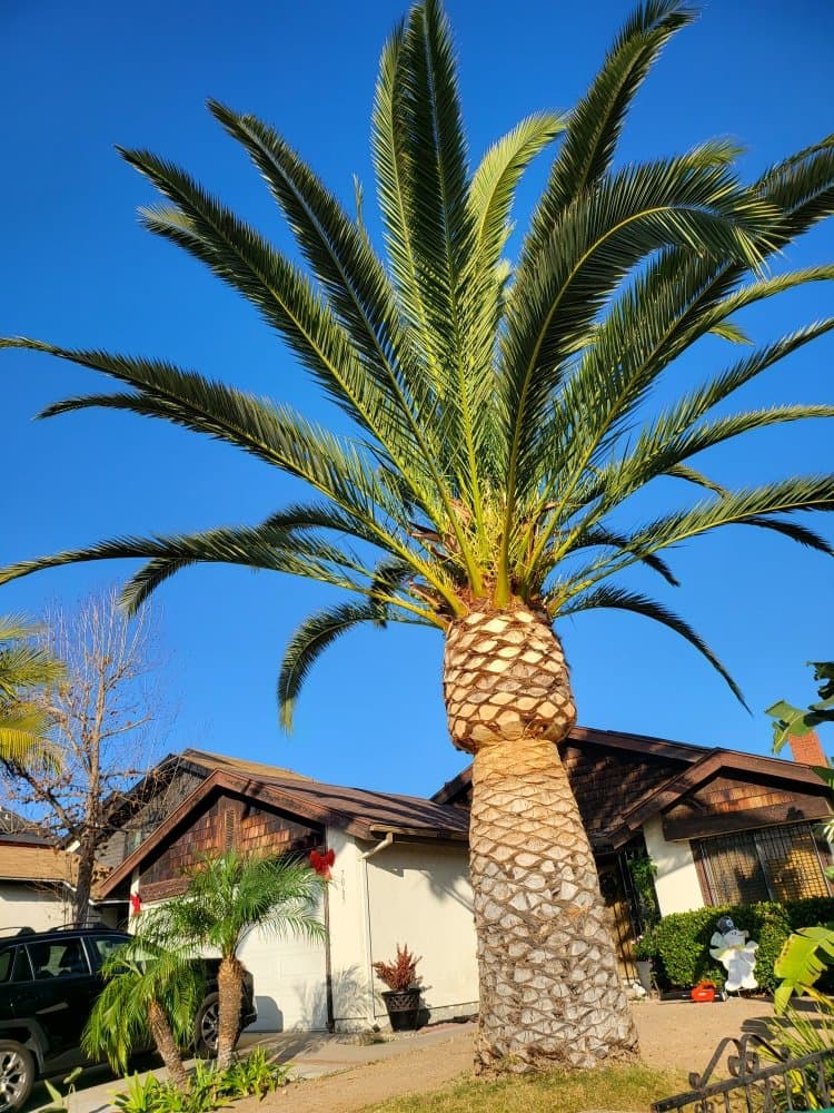 Tall freshly trimmed palm tree against a clear blue San Diego sky in front of a home